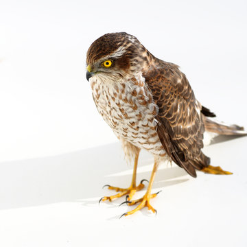 Live sparrowhawk on white
