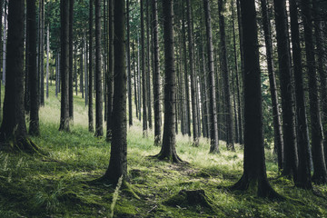 Fototapeta na wymiar Dunkle Wald Landschaft
