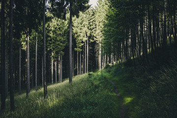 Wanderweg durch frischen dunklen Nadelwald
