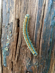 caterpillar