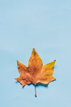 Fall