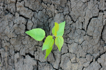 green leaves on dry land