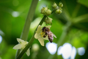 Abeja_colectado_polen_034