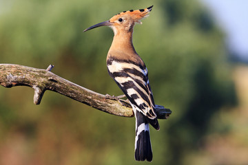 rare bird with a bang on the head