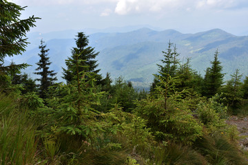 Christmas trees high in the mountains