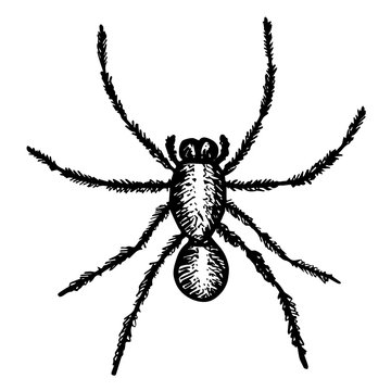 Big black spider closely. Sketch style illustration. Arachnid scary silhouette, fear graphic, animal poisonous design. Nature phobia. Dangerous insect vector.