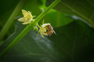 Abeja_colectado_polen_017