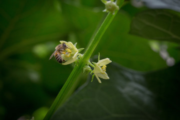 Abeja_colectado_polen_016