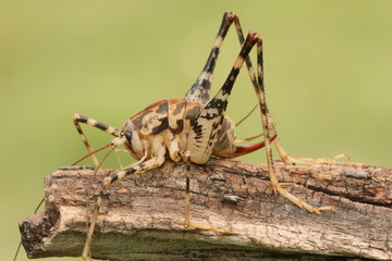 Cave or Camel Cricket
