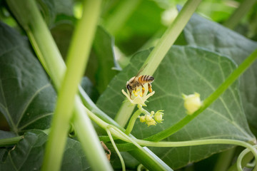 Abeja_colectado_polen_09