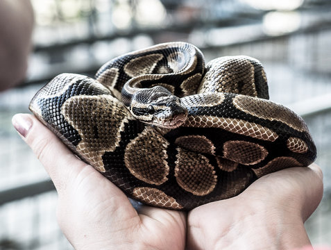 Coiled snake
