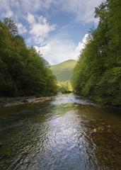 River Flowing trough the Forest