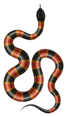 Naklejka premium Ilustracja wektorowa węża koralowego. Na białym tle tropikalny wąż na białym tle.