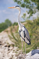 Heron enjoying the sunny day