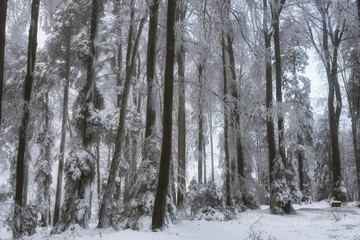 Snowy forest in the Winter
