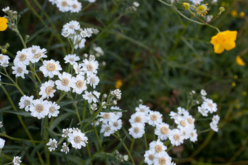 White flowers in the morning in the dew field