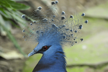 majestuous birds