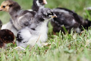 Two week old blue cochin chick with other mixed flock in the background. Shallow depth of field.