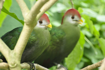 majestuous birds