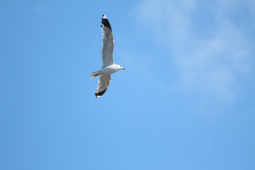 Floating gull