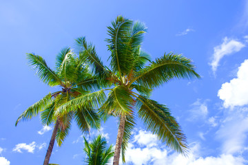 Palm trees on blue sky backgound