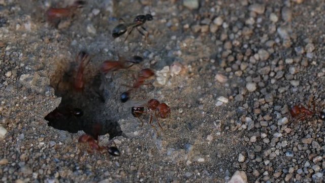 Red and Black winged ants