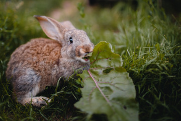 Little rabbit on the grass farm of pets. Sunset. concept is a garden pest, rodent.