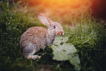 Little rabbit on the grass farm of pets. Sunset. concept is a garden pest, rodent.