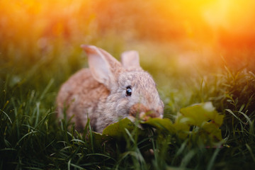 Little rabbit on the grass farm of pets. Sunset. concept is a garden pest, rodent.