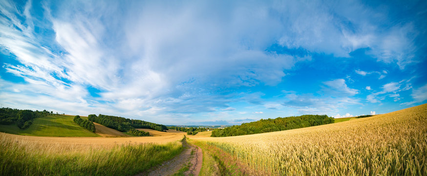 Panorama of wheat field in the morning in Kansas