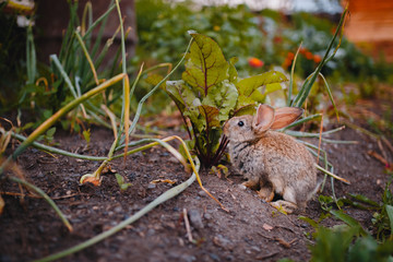 Naklejka na ściany i meble Little rabbit on the grass farm of pets. Sunset. concept is a garden pest, rodent.