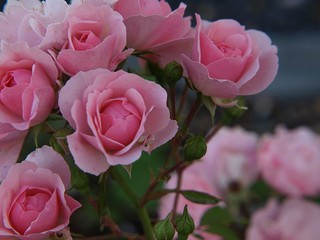 Rosen