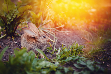 Little rabbit on the grass farm of pets. Sunset. concept is a garden pest, rodent.