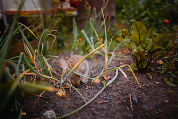 Little rabbit on the grass farm of pets. Sunset. concept is a garden pest, rodent.