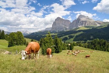 Kühe grasen auf der Seiser Alm / Südtirol