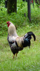 Stolzer Hahn in Maramures in Rumänien