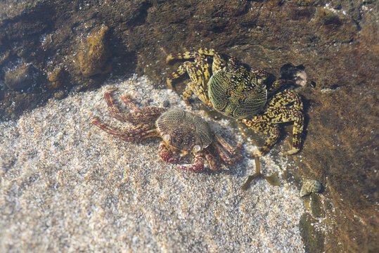Wild crabs molting shell in tidal flat.