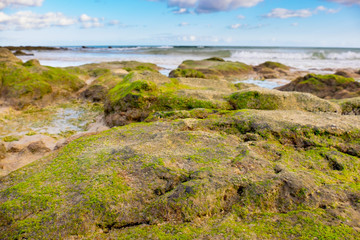 Fototapeta na wymiar The rocks on the seashore are covered with algae at low tide