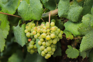 green grapes on vineyard