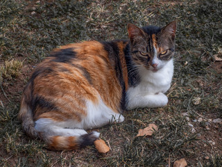 Naklejka na ściany i meble Evil ginger cat sitting on the grass in the garden