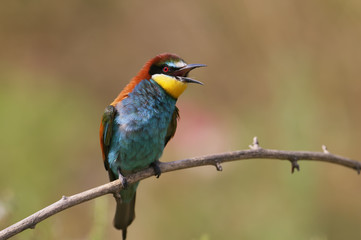 Bee eater on the branch