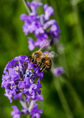 Bee on Lavender