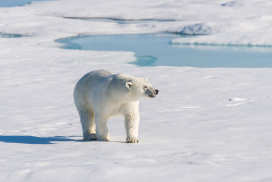 Polar bear on the pack ice