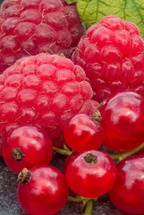 Juicy raspberries, gooseberries, blueberries and liens