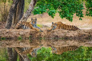 wild bengal tiger or panthera tigris tigris Siblings Reflection in water at bandhavgarh national...