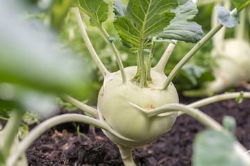 Kohlrabianbau im eigenen Garten