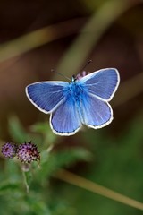 Hauhechel-Bläuling Männchen (Polyommatus icarus) 