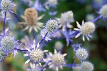 arlina acaulis silberdistel pflanze
