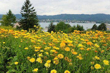 Fototapeta premium Blumenwiese in Zollikon in der Schweiz