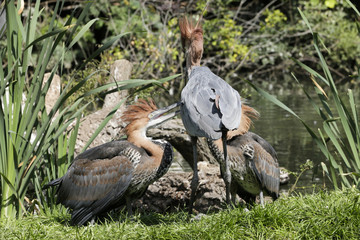 Goliath reiger familie